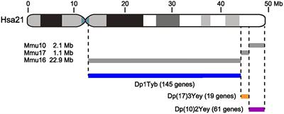 Dissecting the contribution of human chromosome 21 syntenic regions to recognition memory processes in adult and aged mouse models of Down syndrome
